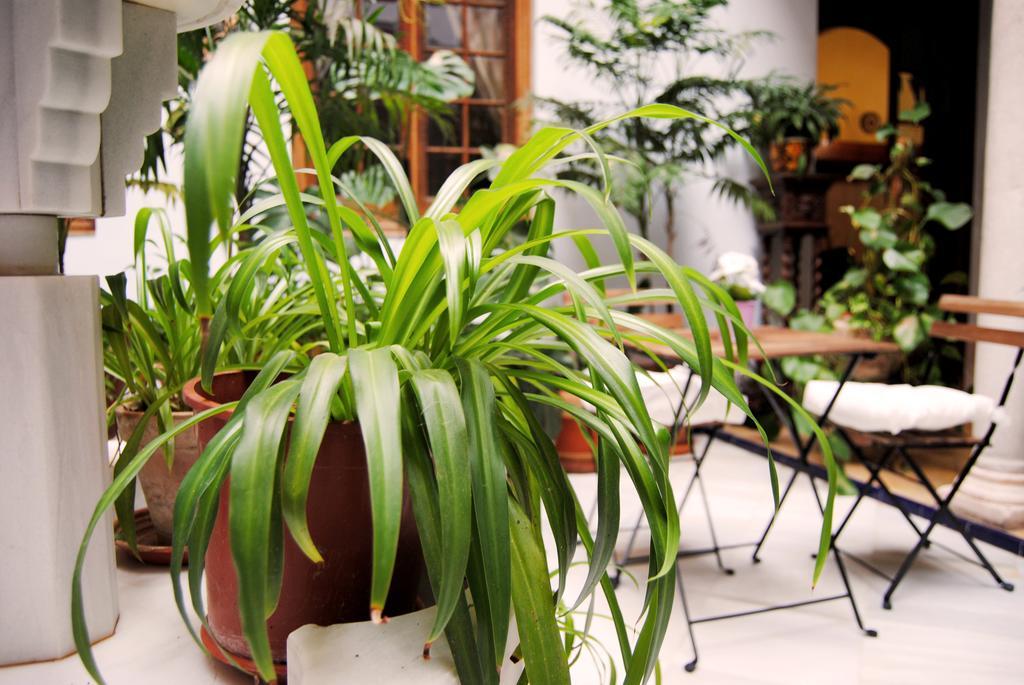 Séjour chez l'habitant Casa Palacio Siglo Xviii